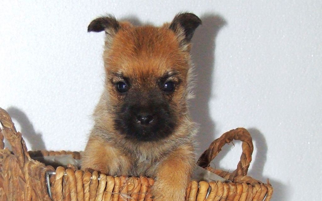 Red Cairn Terrier Puppy image
