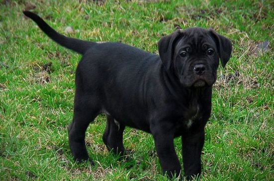 Black Cane Corso Puppy picture