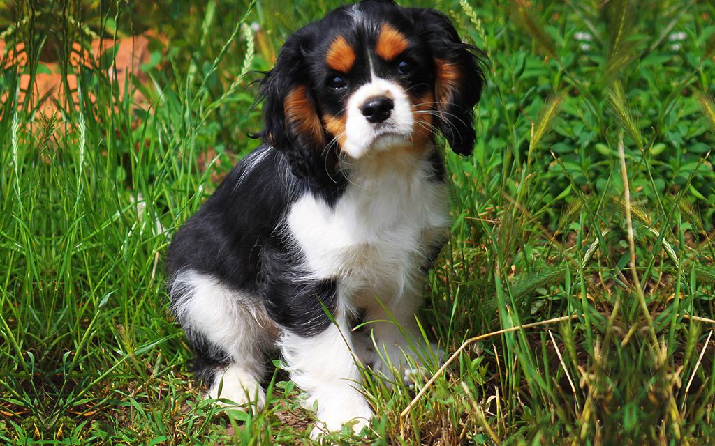 Tricolor Cavalier King Charles Puppy image