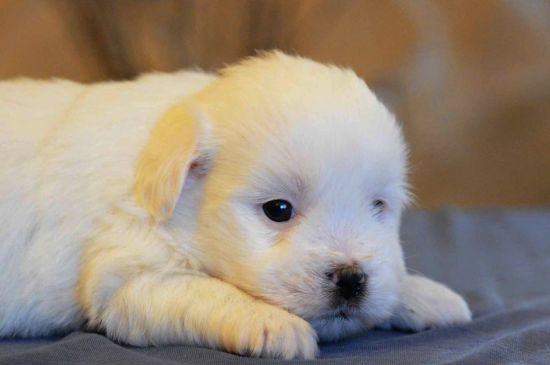White Coton de Tulear Puppy image