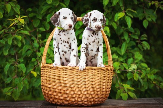 Dalmatian dog