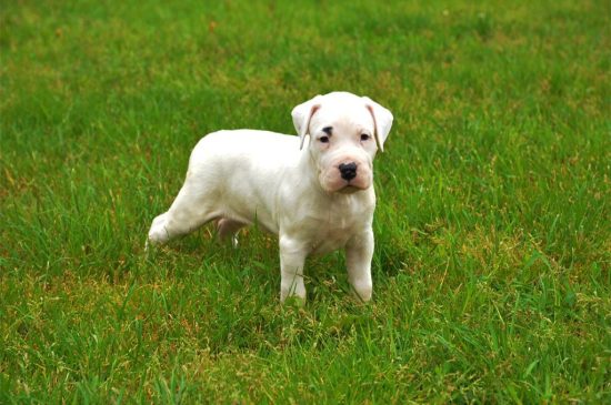 White Dogo Argentino Puppy image