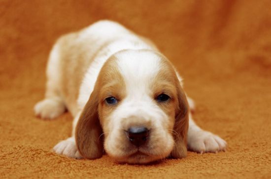 Bicolor Basset Hound Puppy image