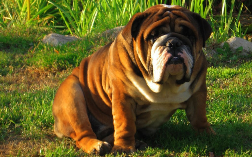 Bulldog Inglés perro