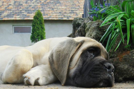 Englischer Mastiff Hund