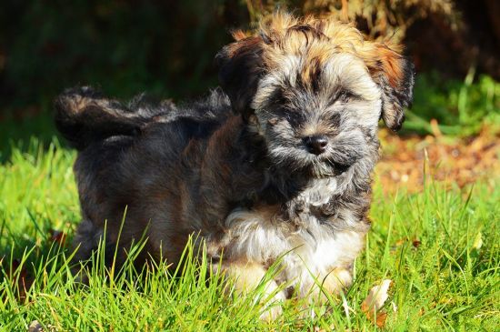 Sable Havanese Puppy picture