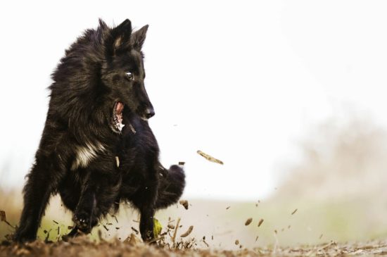 Groenandael Belgian Shepherd dog