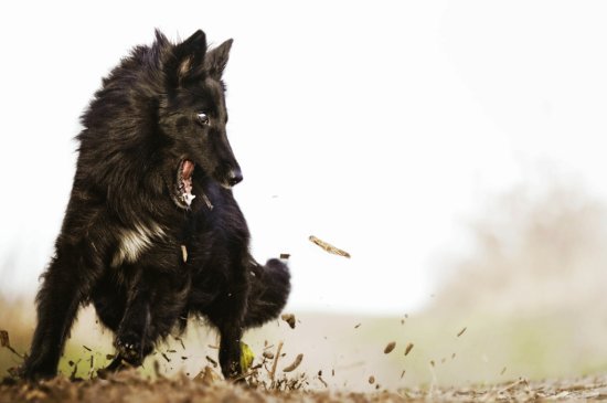 Groenendael Hund