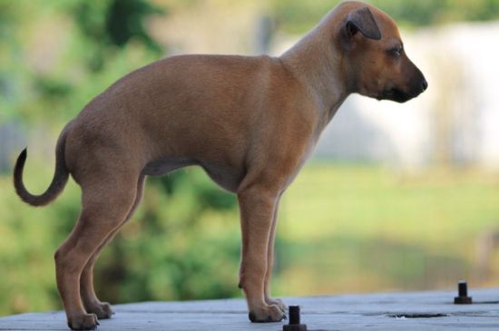 Beige Italian greyhound Puppy image