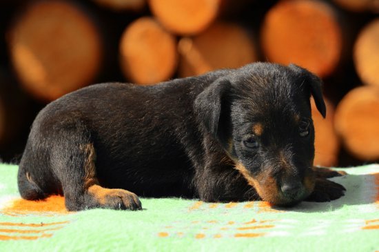 Deutscher Jagdterrier Hund