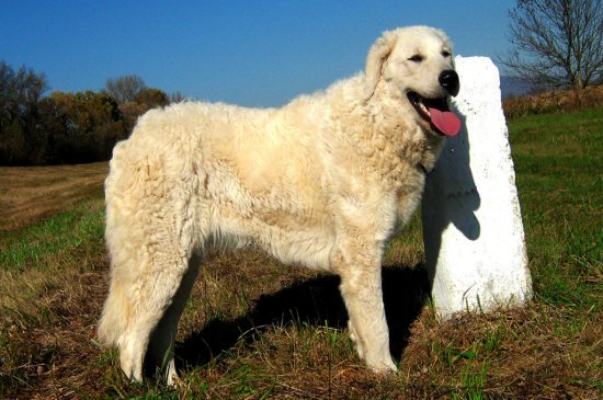 Kuvasz perro