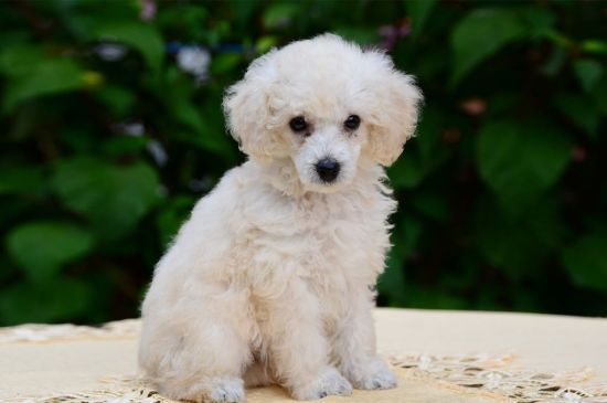 White Miniature Poodle Puppy image