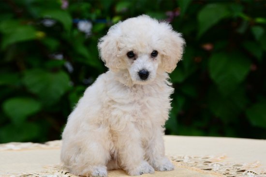 Miniature Poodle dog