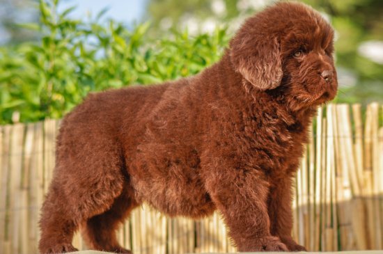 Newfoundland dog