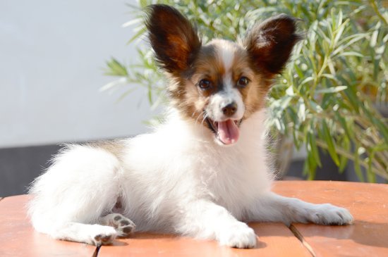 Papillon dog