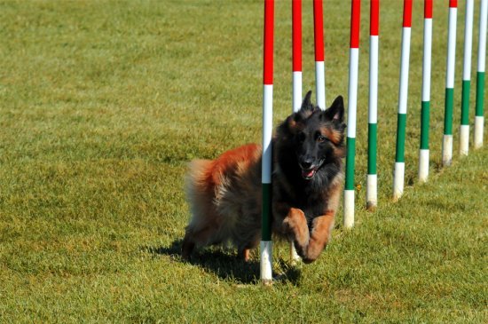 Pastor Belga Tervuren perro