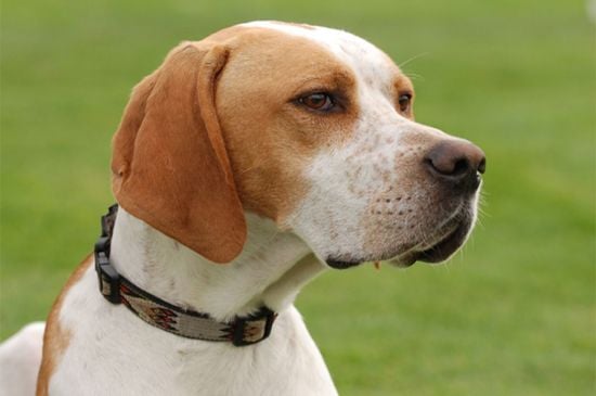 White with markings Pointer image