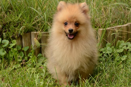 Pomerano perro