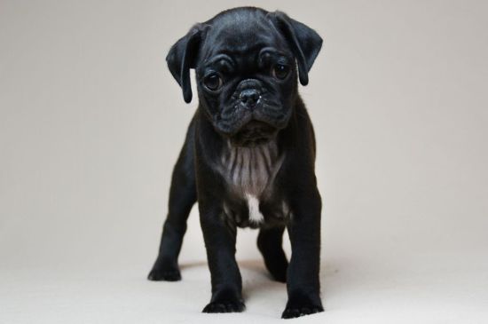 Black Pug Puppy picture