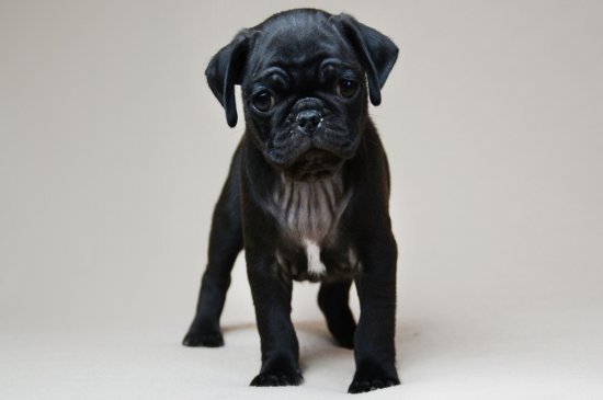 Pug dog