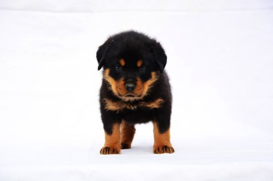 Black and Tan Rottweiler Puppy picture