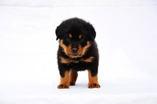 Rottweiler dog