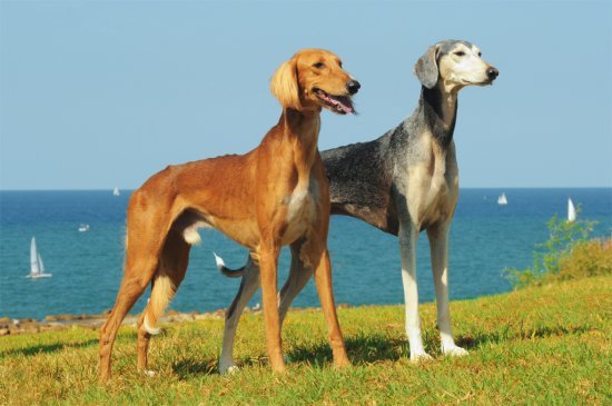 Saluki perro