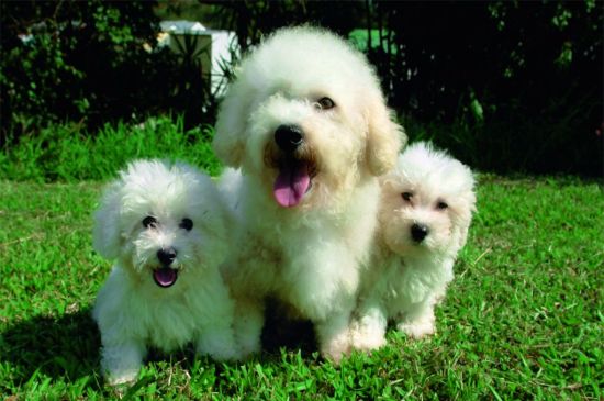 White Bichon Frise puppies image