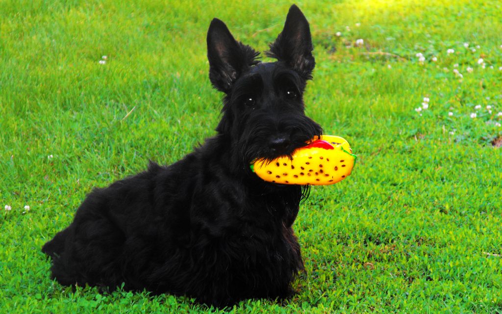 Black Scottish Terrier picture