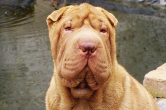 Sharpei Hund