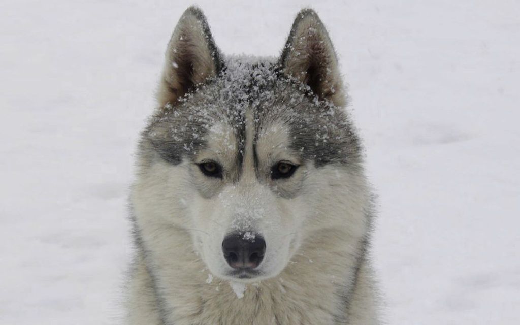 Husky Siberiano dog