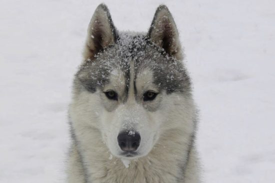 Sibirischer Husky Hund