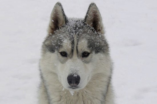 Husky Siberiano perro