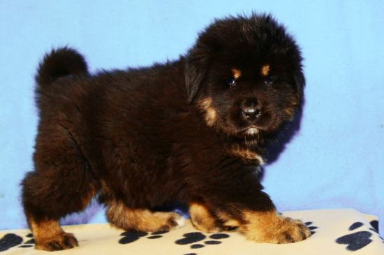 Black and Tan Tibetan Mastiff Puppy picture