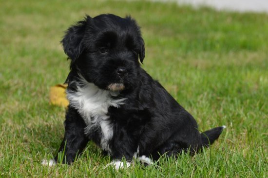 Terrier Tibetano perro