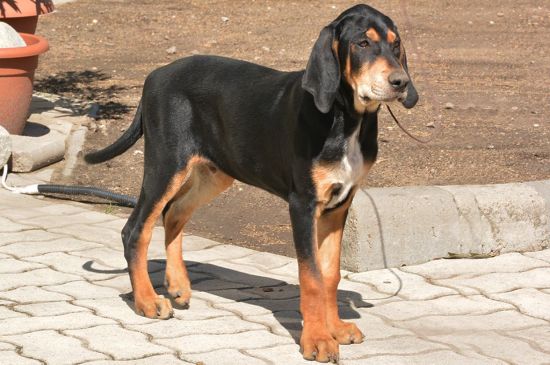 Black and Tan Transylvanian Hounds Puppy picture