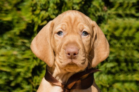 Hungarian Vizsla dog