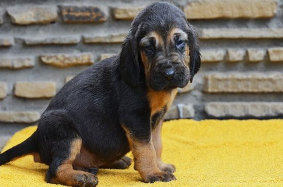 Black and Tan Bloodhound puppy picture