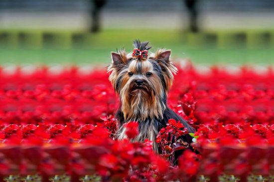 Black and Tan Yorkshire terrier image
