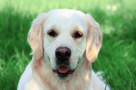 Golden Retriever dog