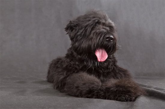 Schwarzer Russischer Terrier Hund