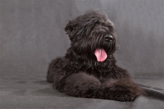 Black Russian Terrier dog