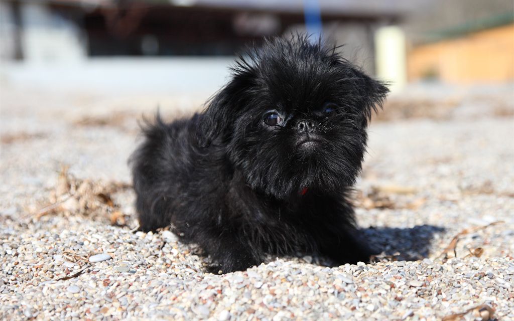 brussels griffon toy dogs