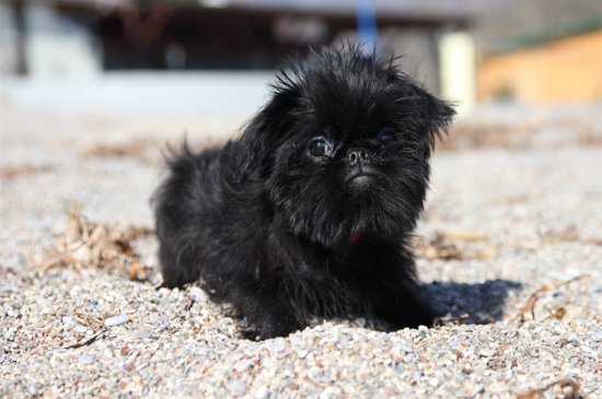 Brussels Griffon dog