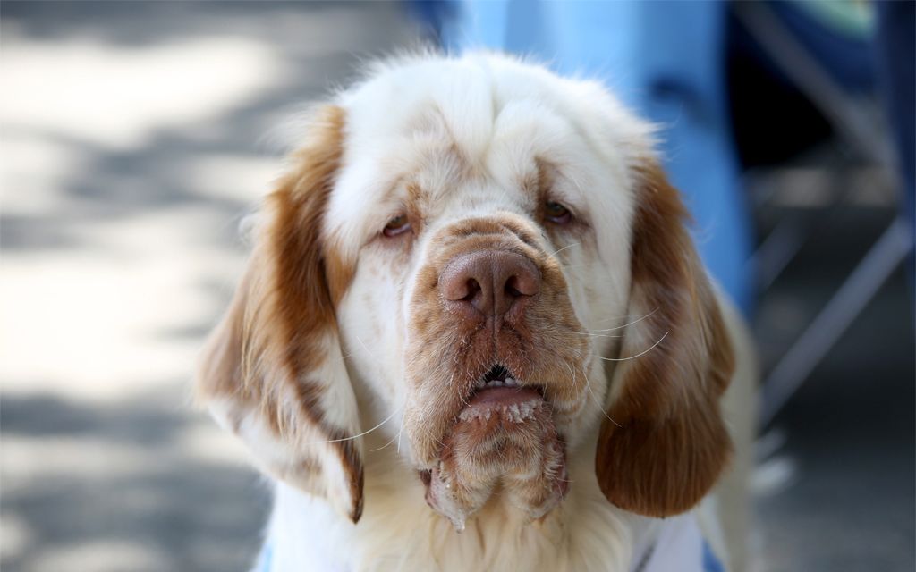 White with markings Clumber Spaniel picture