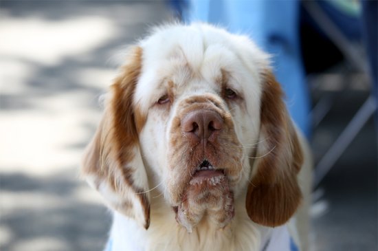 Clumber Spaniel perro