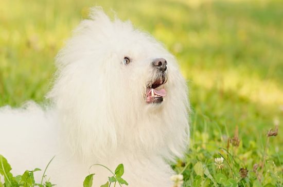 Bichón Bolonés perro