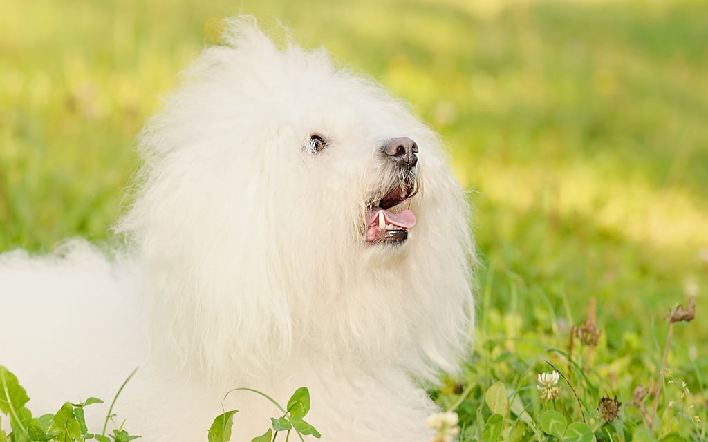 Bichón Bolonés dog