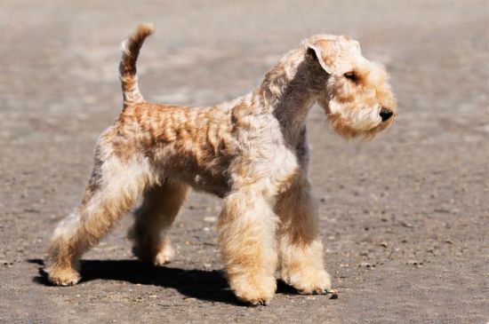 Lakeland Terrier dog