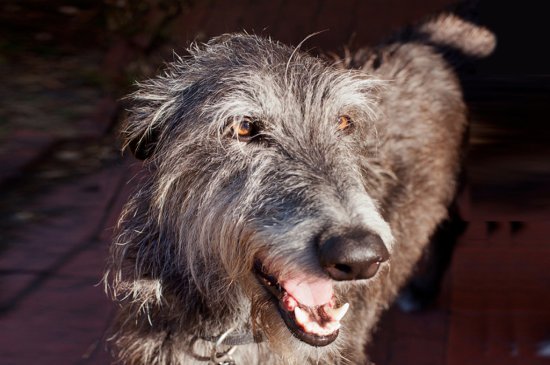 Scottish Deerhound dog